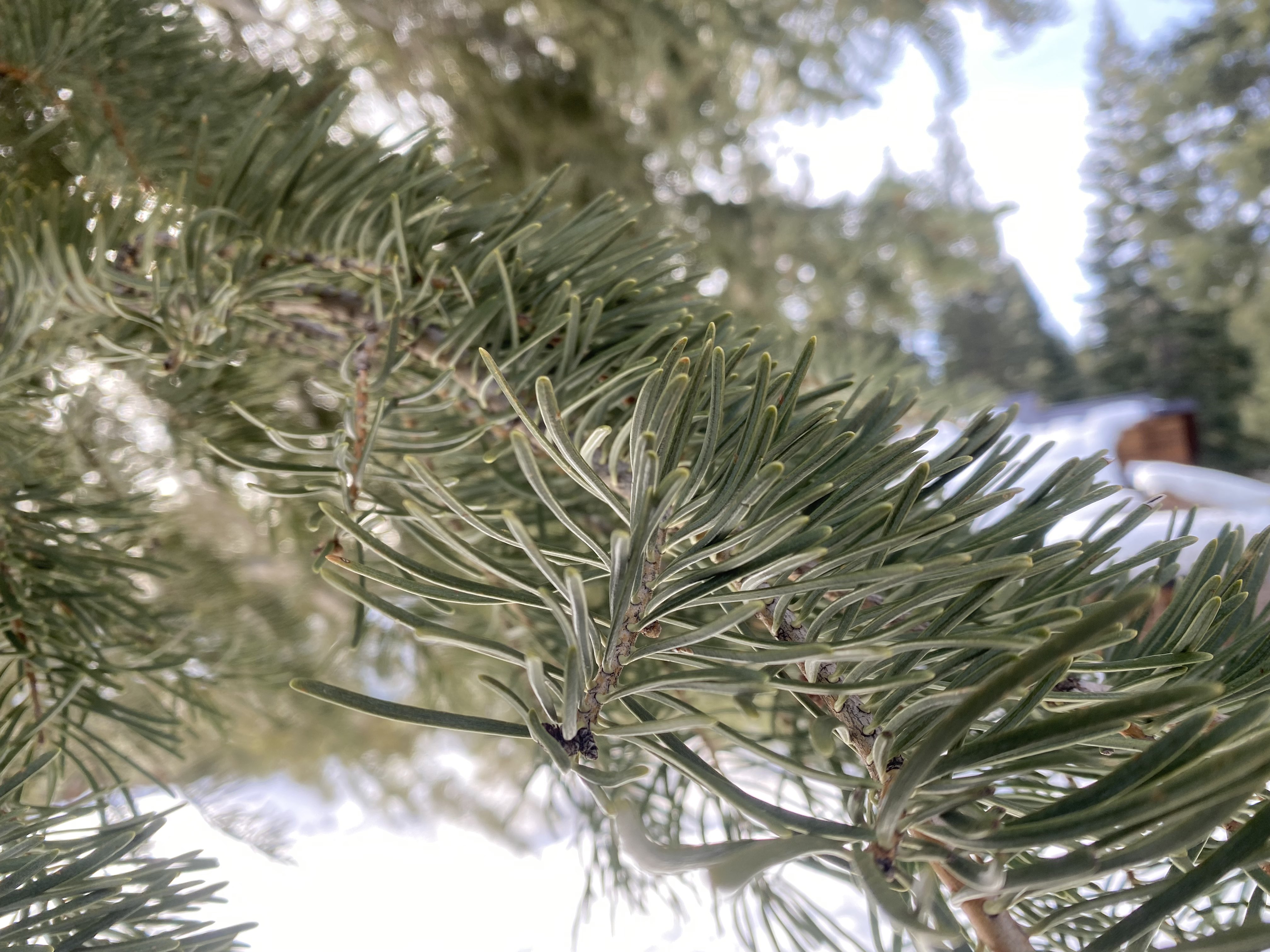 Fern Branch